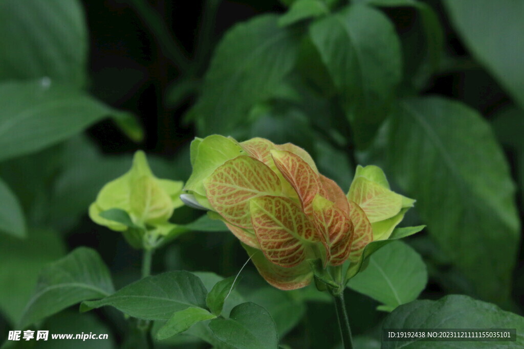 虾衣花 