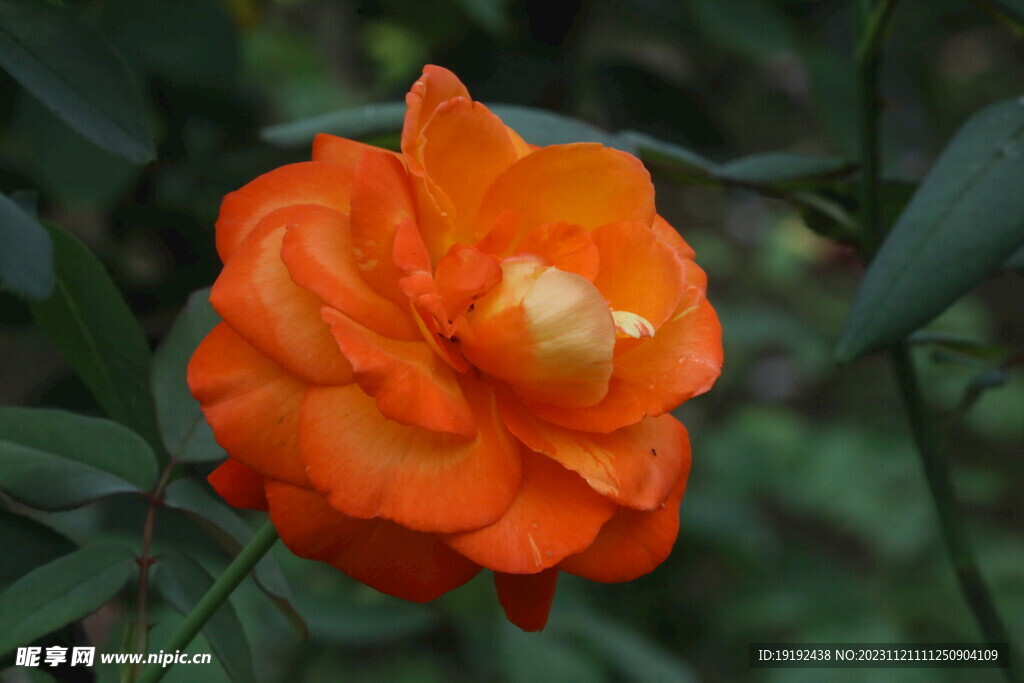 月季花