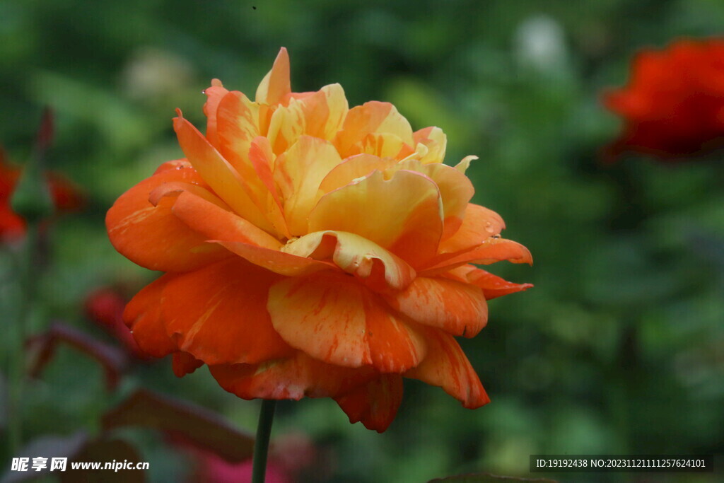 月季花 