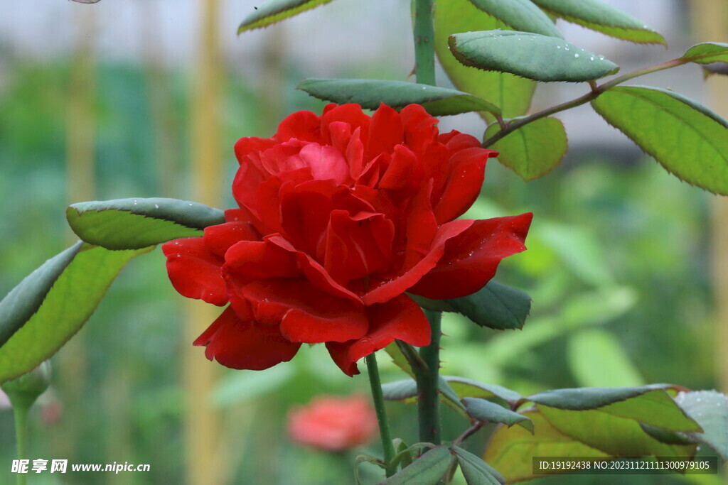 月季花 