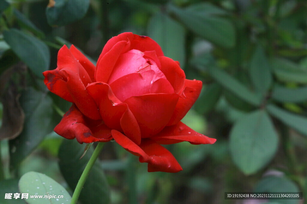 月季花