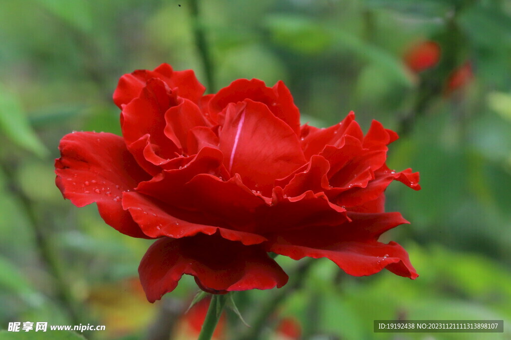 月季花 