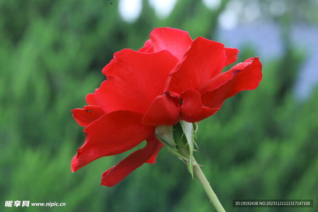 月季花 