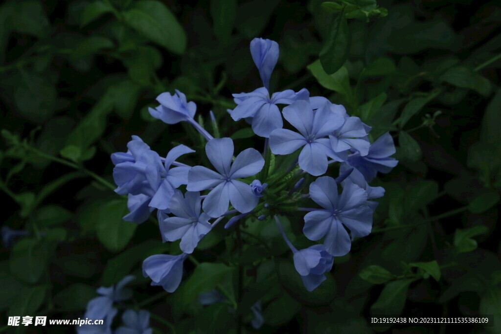 蓝雪花