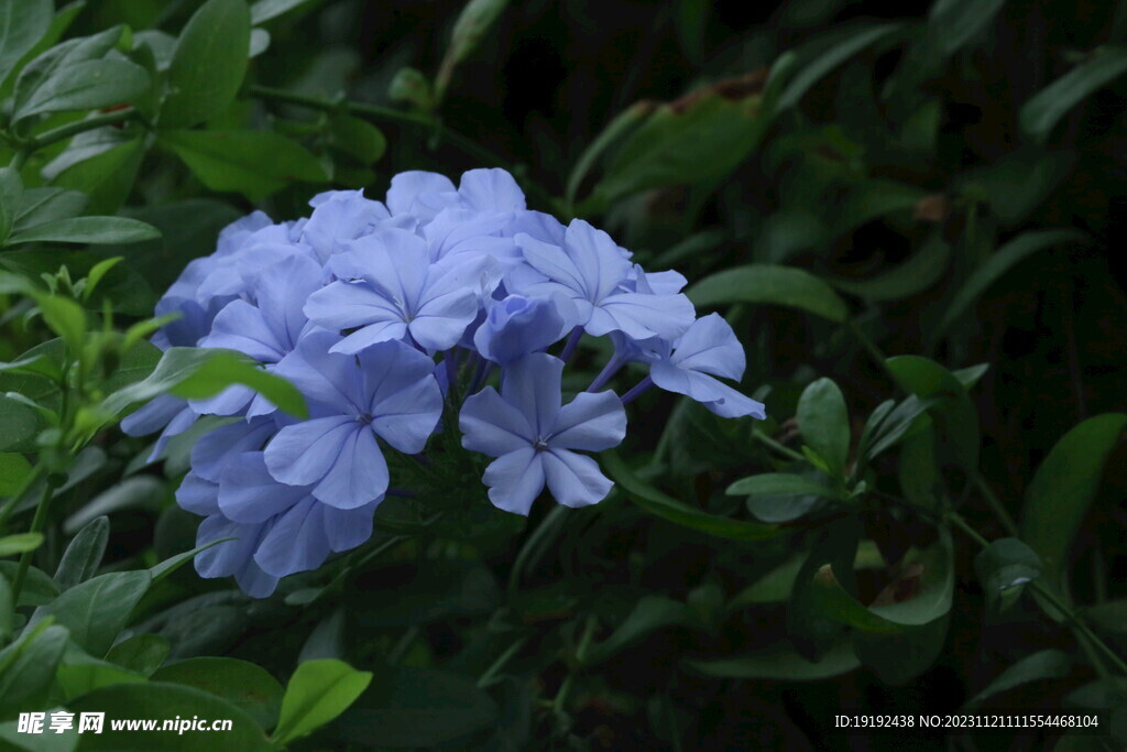 蓝雪花 