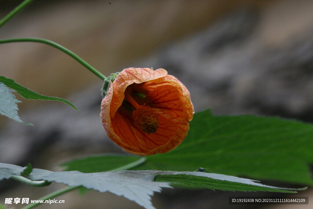 风铃花