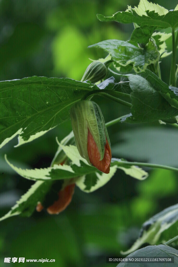 风铃花