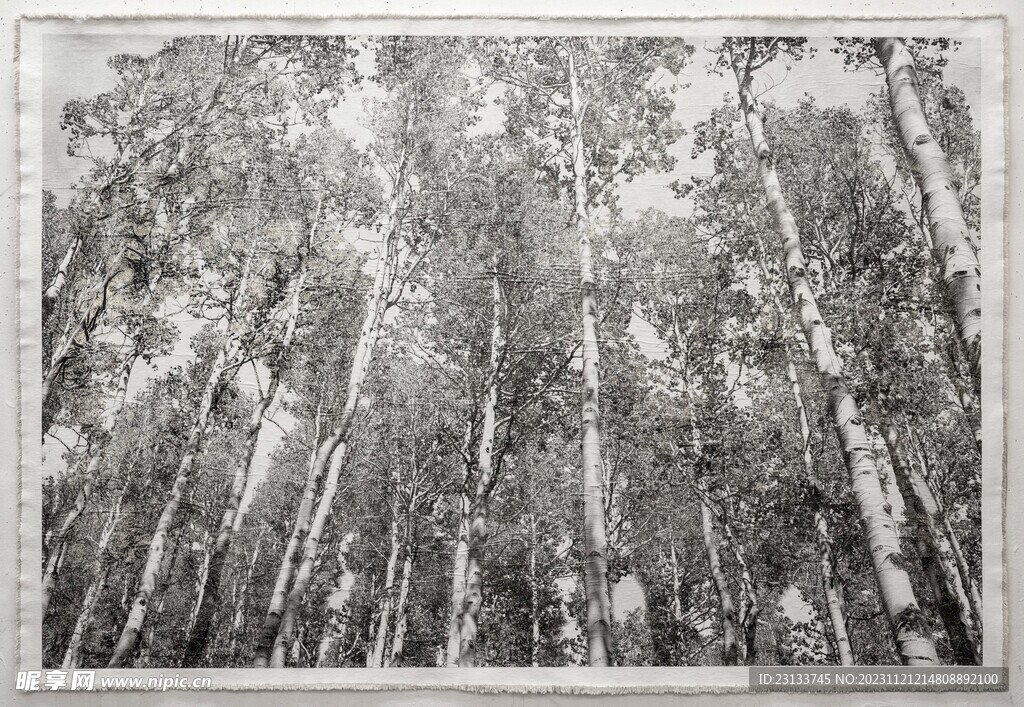 白桦林树林自然风景黑白色调装饰