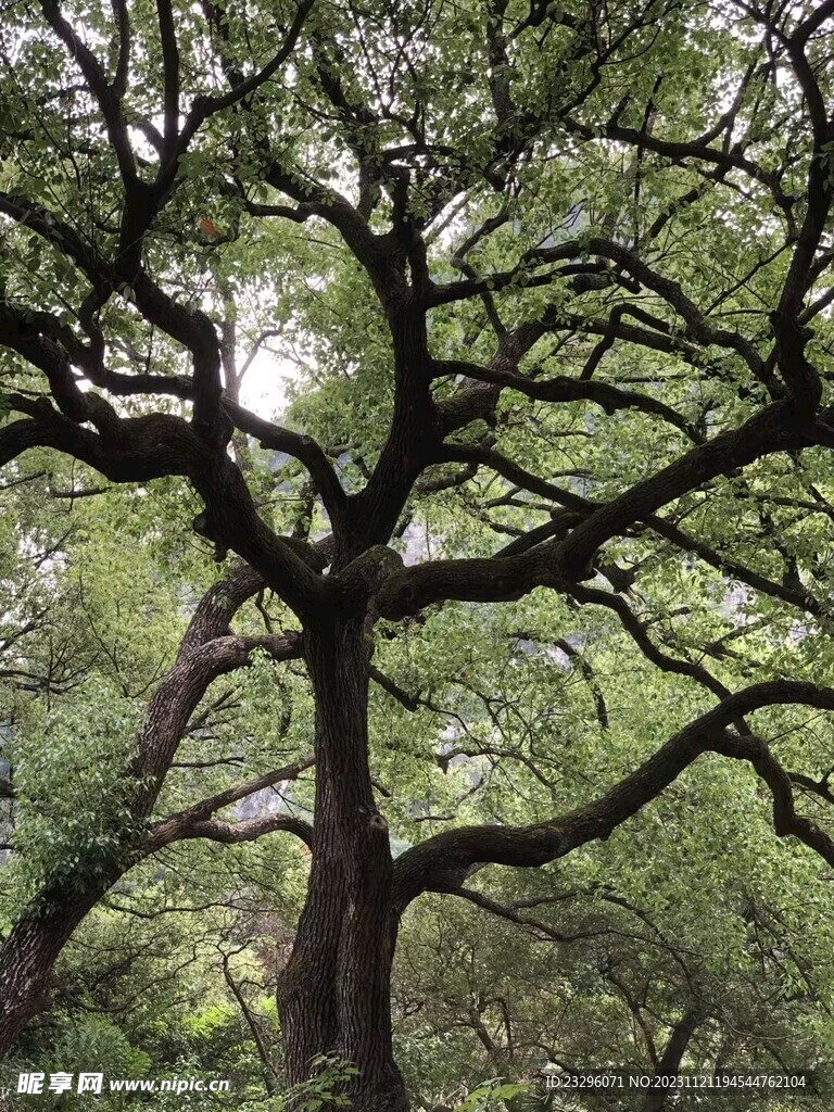 一颗大树