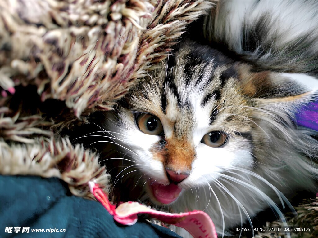 猫