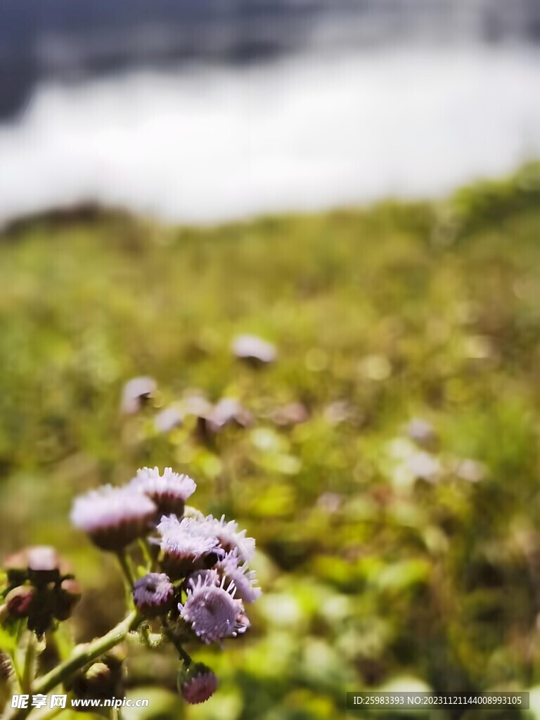 雏菊