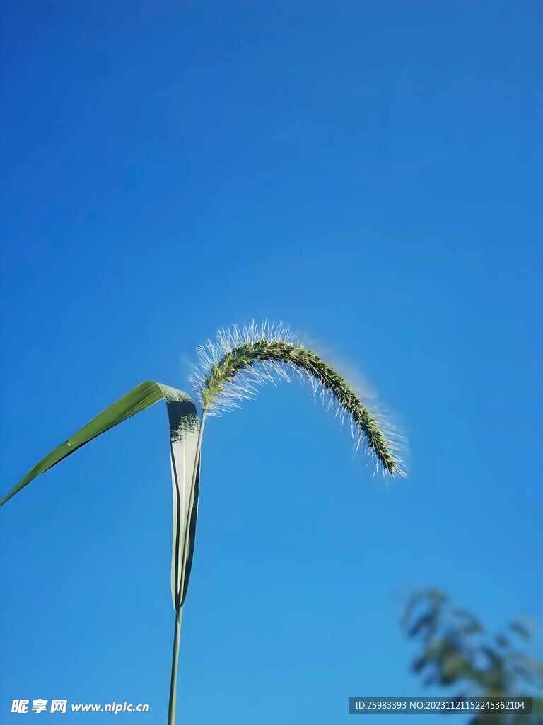 狗尾巴草