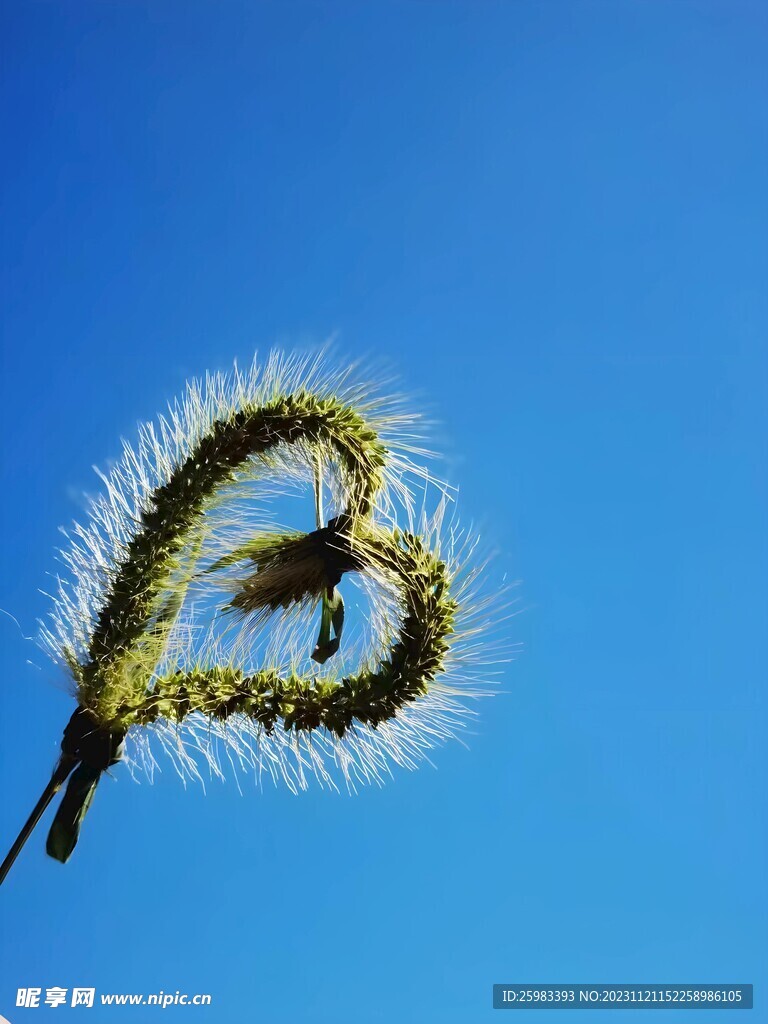 狗尾巴草