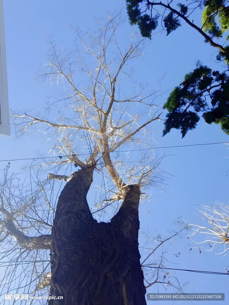 校园的树