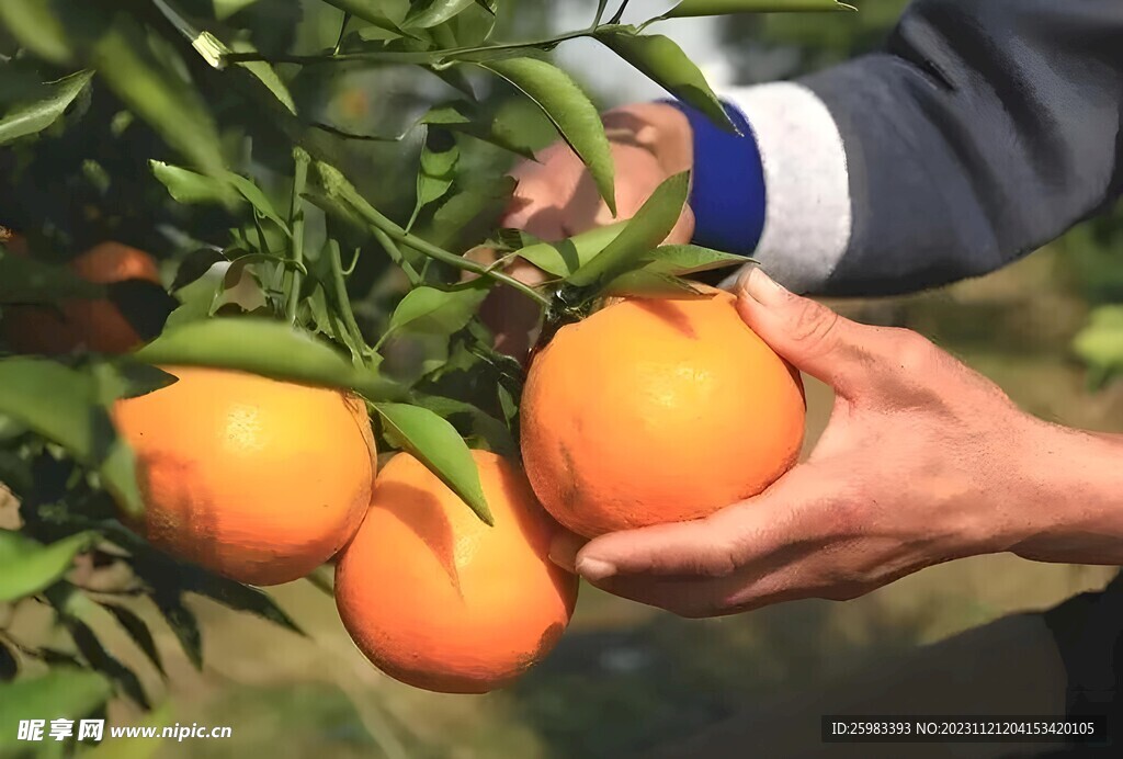 橙子栽培