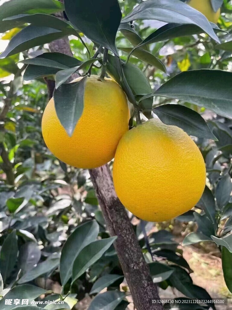 脐橙
