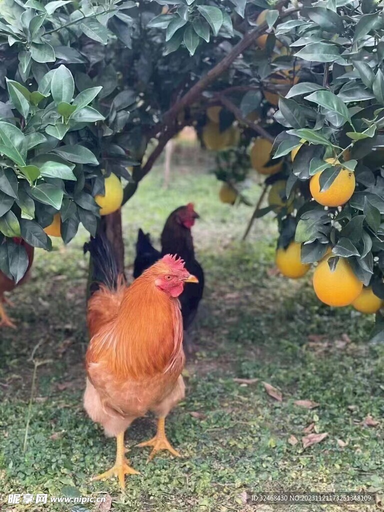 果园里的鸡