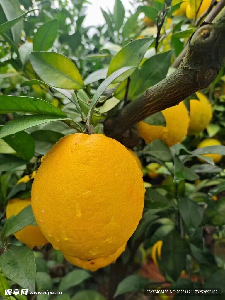 脐橙