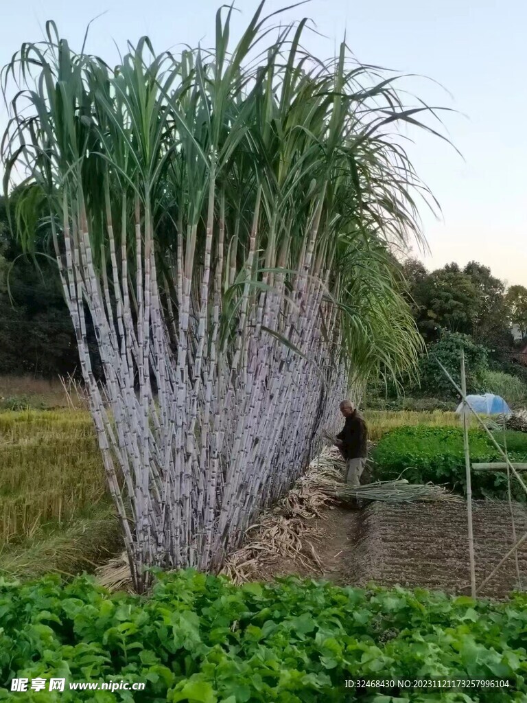 甘蔗