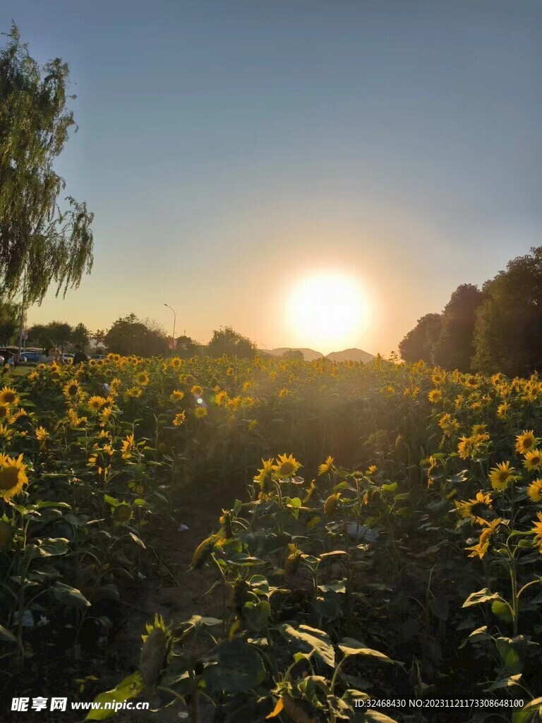 太阳花