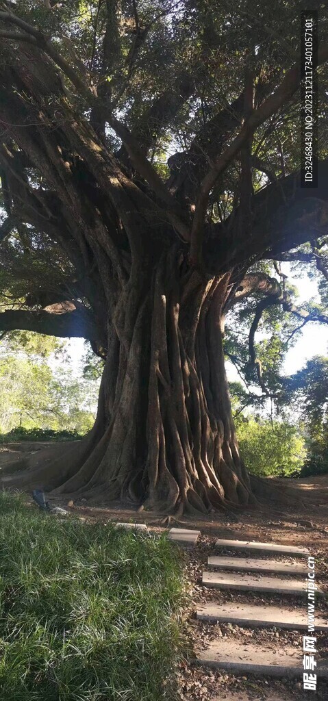 苍天大树