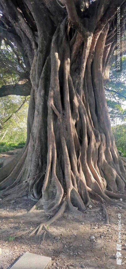 苍天大树