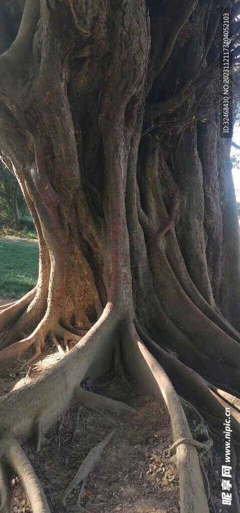 苍天大树