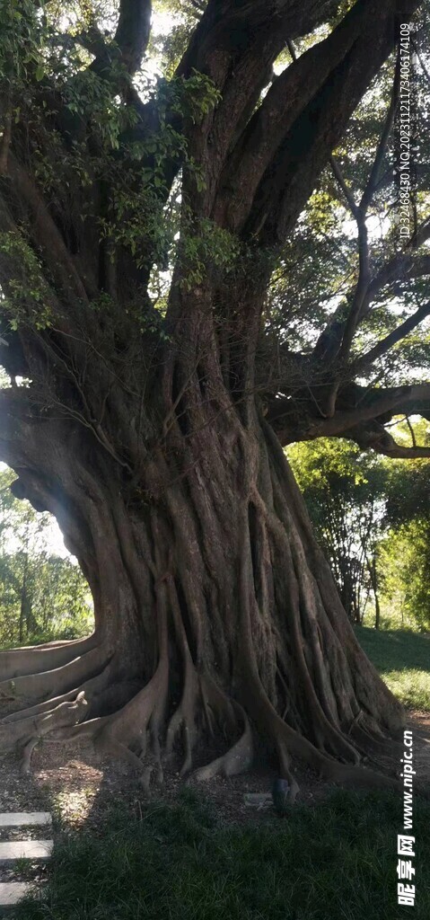 百年大树
