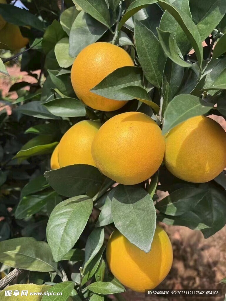 脐橙