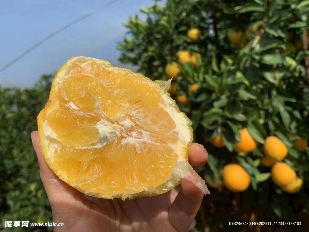 脐橙