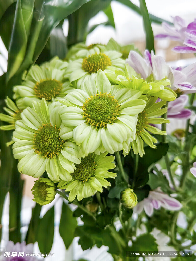 菊花
