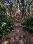 林间小路