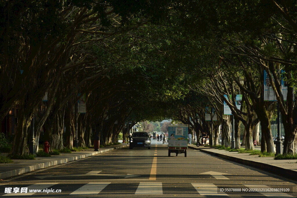校园林道