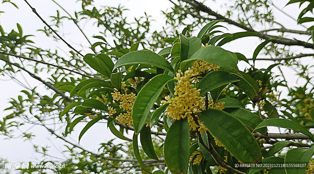 桂花