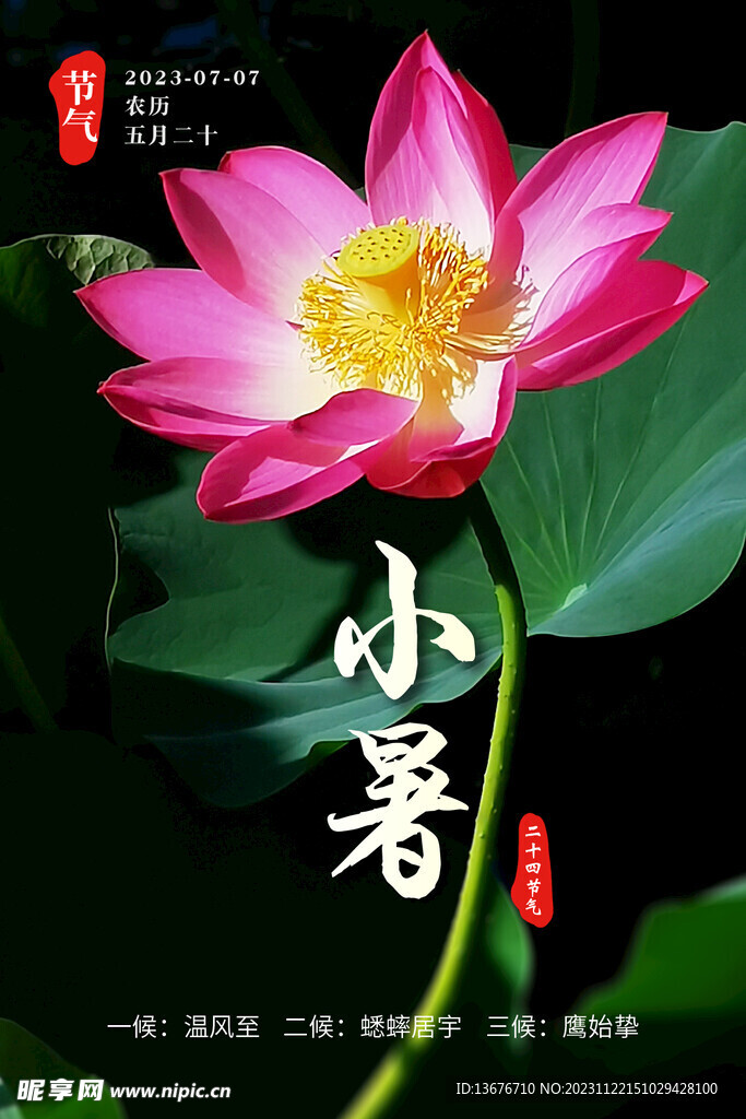 小暑 节气 荷花