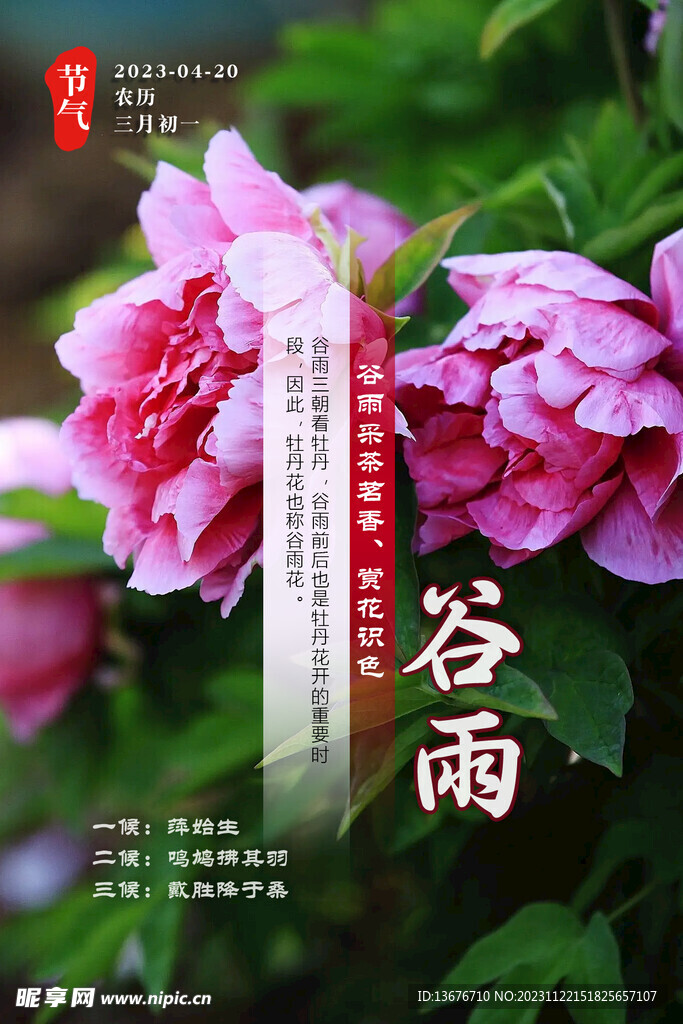 谷雨 牡丹 节气