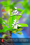 立春 发芽