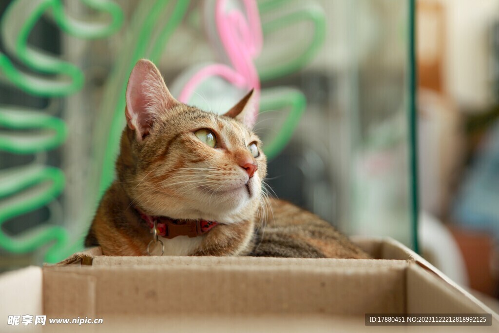 猫