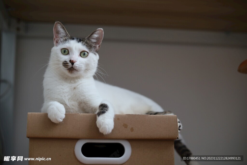 猫