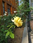 月季花