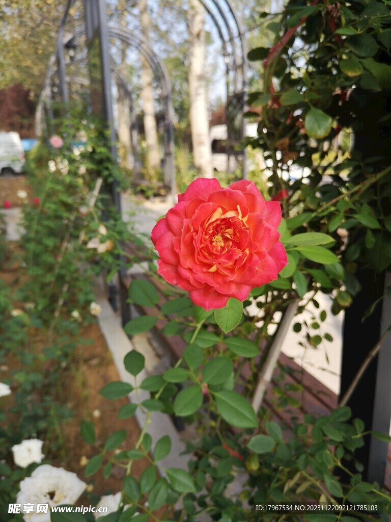 月季