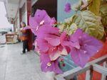 三角梅