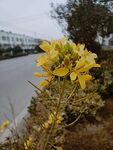 油菜花