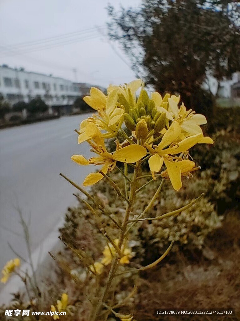 油菜花