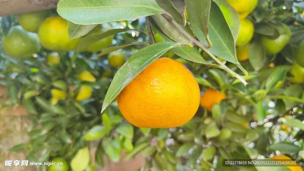 橘子