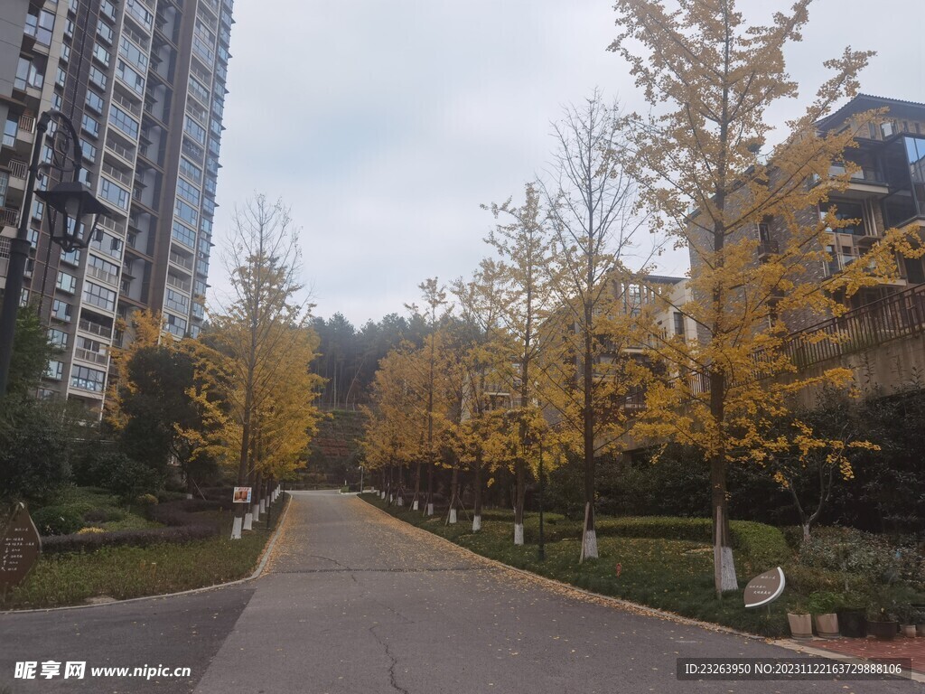 银杏树