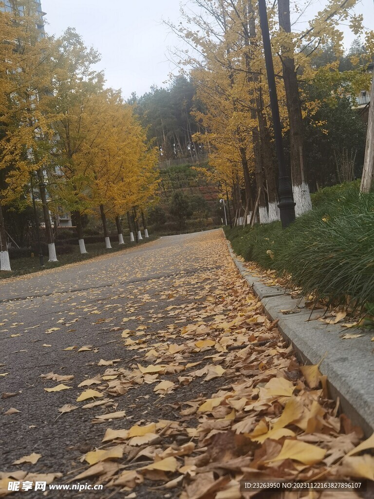  银杏叶