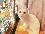 猫咪