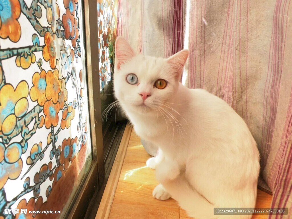 猫咪