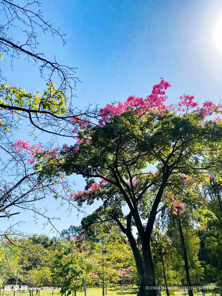 花草树木